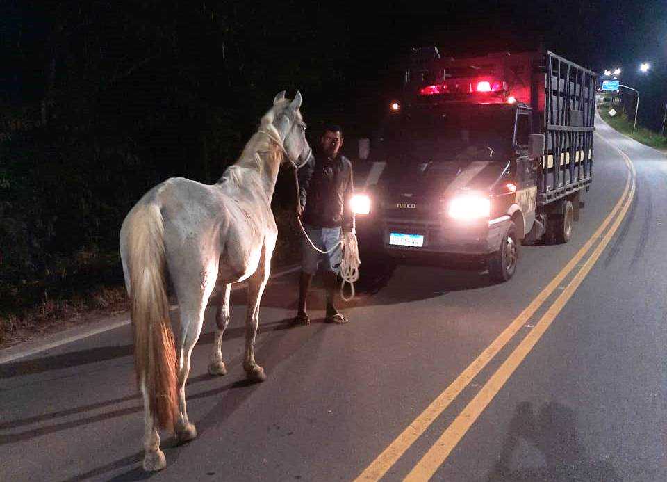 Camacã: Prefeitura intensifica apreensão de animais soltos pelas vias públicas da cidade